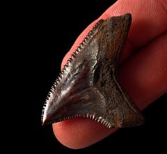 Virginia red site Alopias palatasi tooth for sale | Buried Treasure Fossils