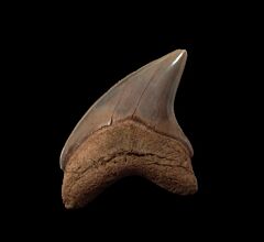 Large Rappahannock River Alopias grandis tooth for sale | Buried Treasure Fossils