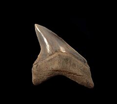 Rappahannock River Alopias grandis tooth for sale | Buried Treasure Fossils