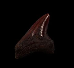 Red site Alopias grandis tooth for sale | Buried Treasure Fossils