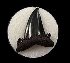 Cretolamna twiggensis tooth for sale | Buried Treasure Fossils