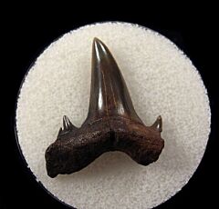 Rare Cretolamna twiggensis tooth for sale | Buried Treasure Fossils