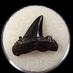 Rare Cretolamna twiggensis tooth for sale | Buried Treasure Fossils