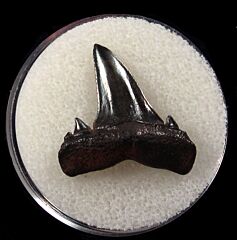 Rare Cretolamna twiggensis tooth for sale | Buried Treasure Fossils