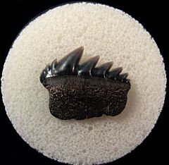 Cheap Virginia Notorynchus tooth for sale | Buried Treasure Fossils