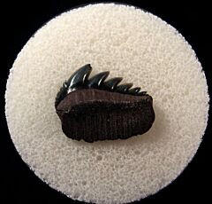 Cheap Virginia Notorynchus tooth for sale | Buried Treasure Fossils