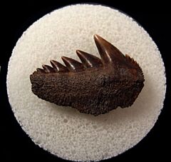 Virginia Notorynchus tooth for sale | Buried Treasure Fossils
