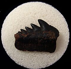 Notorynchus primigenius tooth