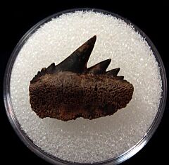 Notorynchus primigenius - Virginia