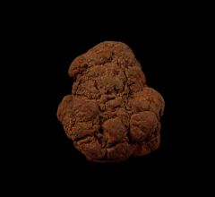 Real Coprolites for sale |: Buried Treasure Fossils