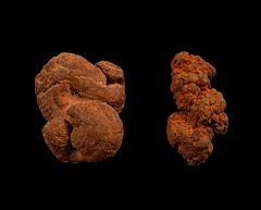 Cheap Coprolites for sale | Buried Treasure Fossils