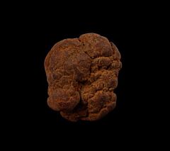 Real Coprolites for sale |: Buried Treasure Fossils