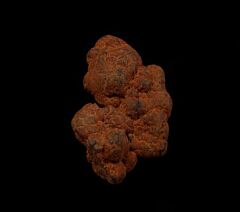 Real Coprolites for sale |: Buried Treasure Fossils
