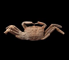 Large Fossil Crab for sale | Buried Treasure Fossils