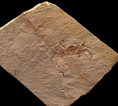 California Fossil Crab for sale | Buried Treasure Fossils
