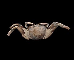 Real Macrophthalmus Fossil Crab for sale | Buried Treasure Fossils