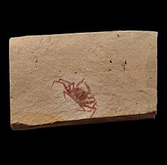 Pinnixia galliheri Fossil Crab | Buried Treasure Fossils