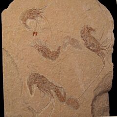 Multiple fossil shrimp plate for sale | Buried Treasure Fossils