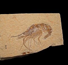 Fossil shrimp for sale | Buried Treasure Fossils
