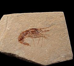 Lebanese Carpopenaeus shrimp fossil  for sale | Buried Treasure Fossils
