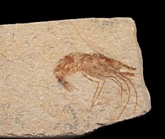 Lebanese fossil shrimp for sale | Buried Treasure Fossils