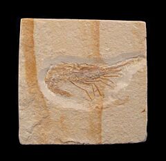 Lebanese shrimp fossil  for sale | Buried Treasure Fossils