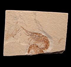 Lebanese Carpopenaeus shrimp fossil  for sale | Buried Treasure Fossils