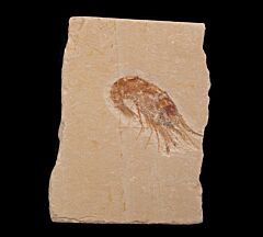 Cretaceous fossil shrimp for sale | Buried Treasure Fossils