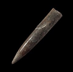 Extra large Jurassic Belemnite for sale | Buried Treasure Fossils