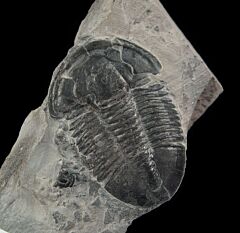 Asaphiscus trilobite for sale | Buried Treasure Fossils