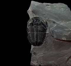 Elrathia kingi trilobite for sale | Buried Treasure Fossils