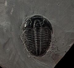 Large Elrathia kingi trilobite for sale | Buried Treasure Fossils