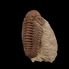 Viaphacops sp.