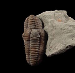 Quality US Trilobites for sale | Buried Treasure Fossils  