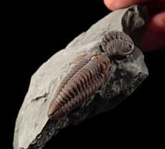 Flexicalymene trilobite for sale | Buried Treasure Fossils 