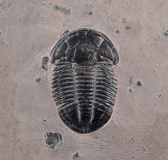 Asaphiscus wheeleri 