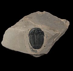Elrathia trilobite fossils for sale | Buried Treasure Fossils