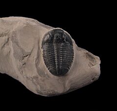 Top Quality Elrathia kingi trilobite for sale | Buried Treasure Fossils