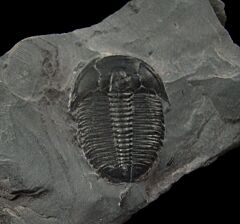 Real Elrathia kingi trilobite for sale | Buried Treasure Fossils