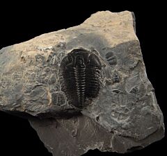 Cheap Elrathia trilobite for sale | Buried Treasure Fossils