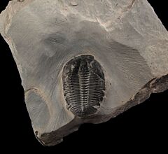 Elrathia trilobite fossils for sale | Buried Treasure Fossils