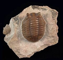 Asaphus kornutus