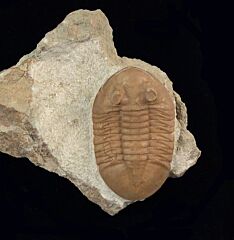 Asaphus plauti