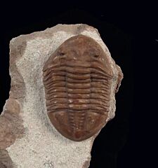 Asaphus robustus