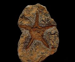Star Fish fossil| Buried Treasure Fossils