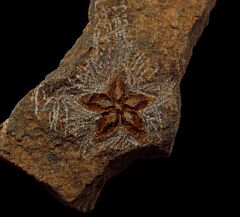 Star Fish fossil| Buried Treasure Fossils