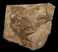 Moroccan Ophiuroides Brittle Star | Buried Treasure Fossils