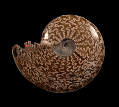 Madagascar ammonite for sale | Buried Treasure Fossils