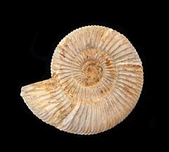 Large Cranaosphinctes ammonite for sale | Buried Treasure Fossils
