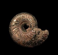 Quenstedticeras lamberti ammonite | Buried Treasure Fossils